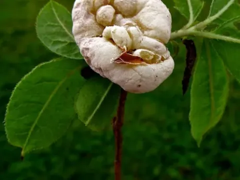 Exobasidium azalea