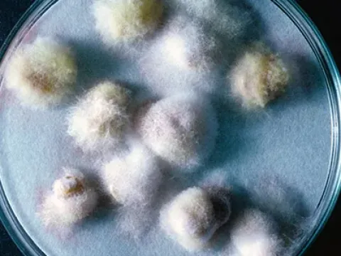 Microcera acuminata