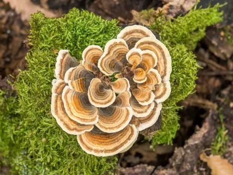 Trametes versicolor