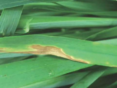 Wheat glume blotch