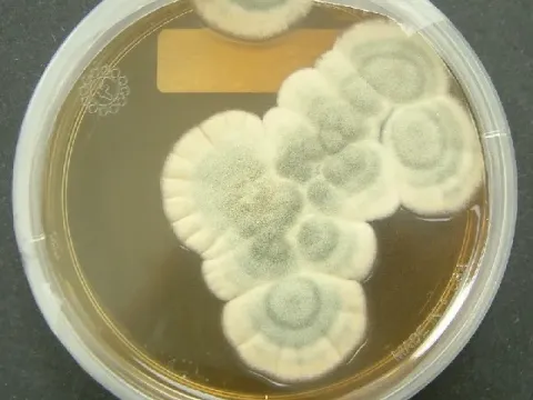 Penicillium chrysogenum