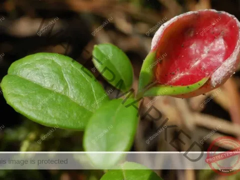 Exobasidium vaccinii