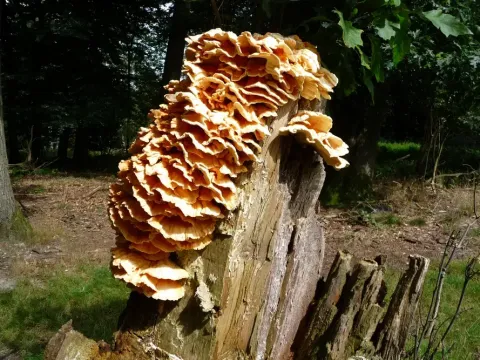 Sulphur polypore