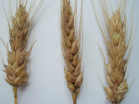 Fusarium culmorum