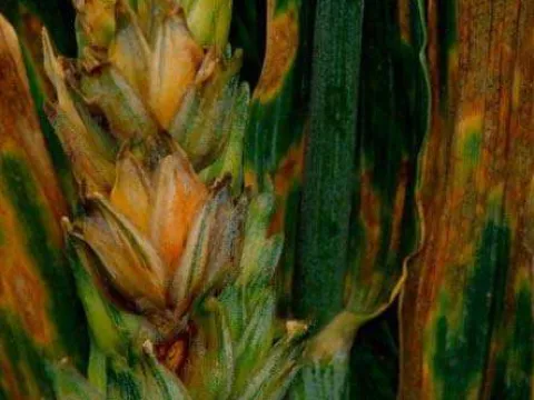 Wheat seed gall nematode