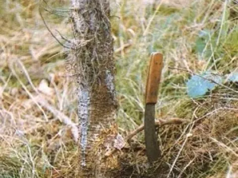 Peniophora sacrata