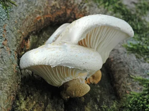 Oyster mushroom