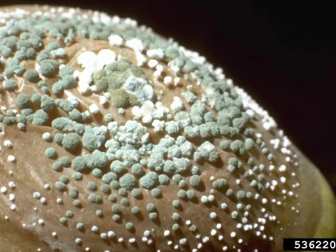 Blue mold