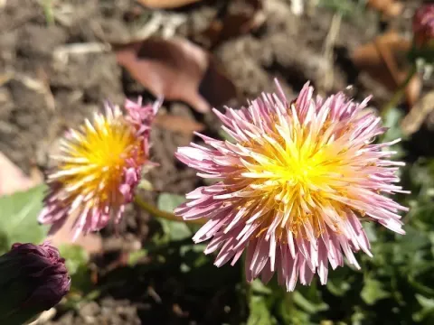 Taraxacum pseudoroseum