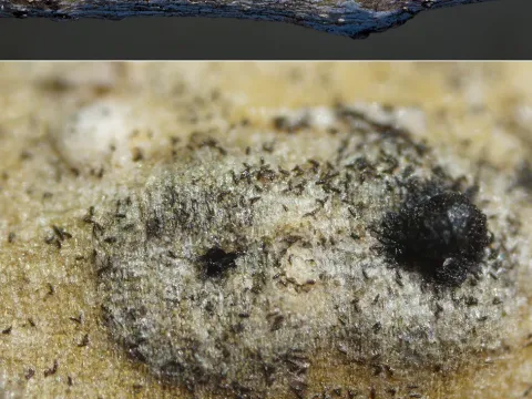 Splanchonema platani