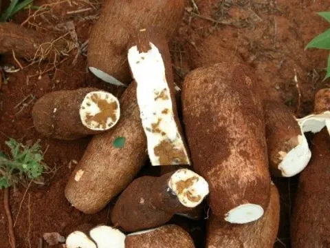 Cassava