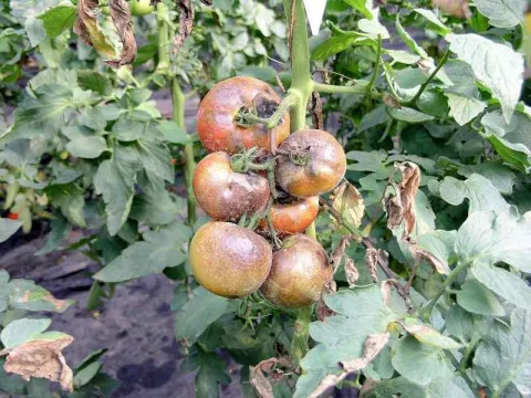 Tomato pith necrosis