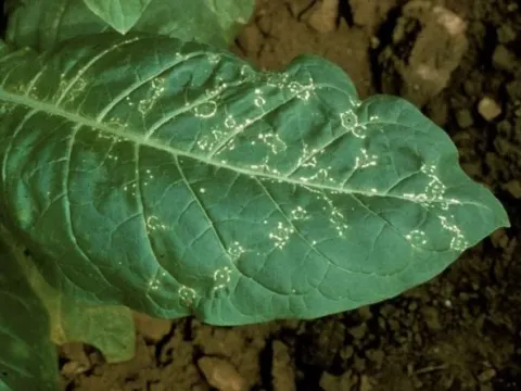 Tobacco ringspot virus