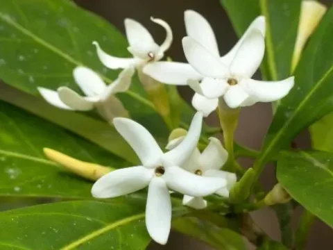 Atractocarpus