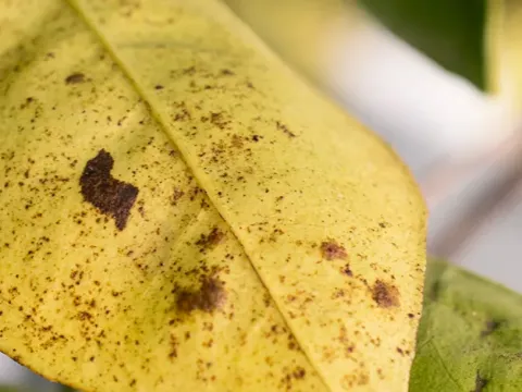 Gray leaf spot of citrus