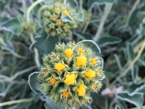 Phlomis monocephala