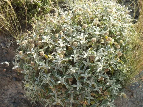 Phlomis cytherea