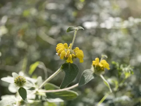 Phlomis bourgaei