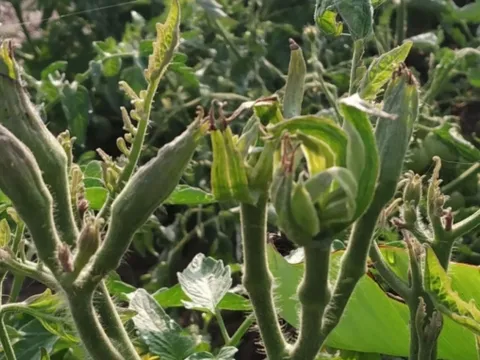 Tomato big bud phytoplasma