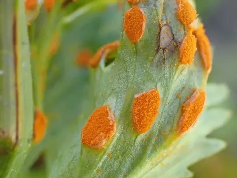 Calyptospora columnaris