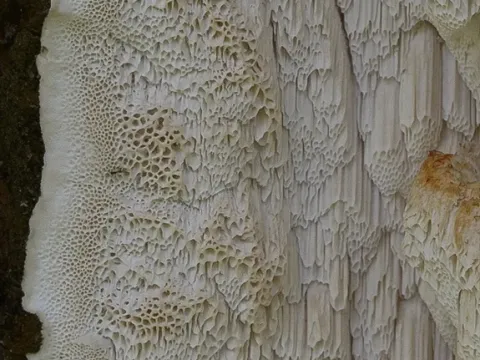 Oxyporus latemarginatus
