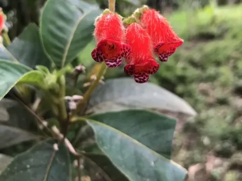 Pearcea