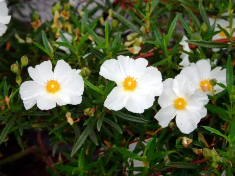Cistus lepidocalyx