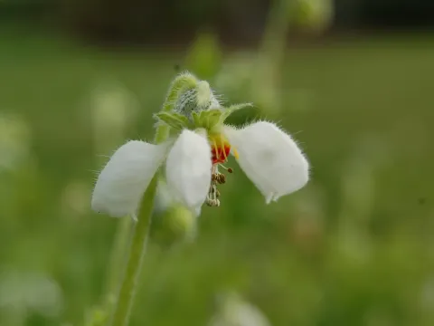 Блюменбахія
