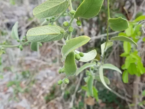 Passiflora multiflora