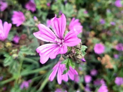 Mallow
