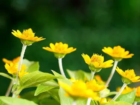 Melampodium