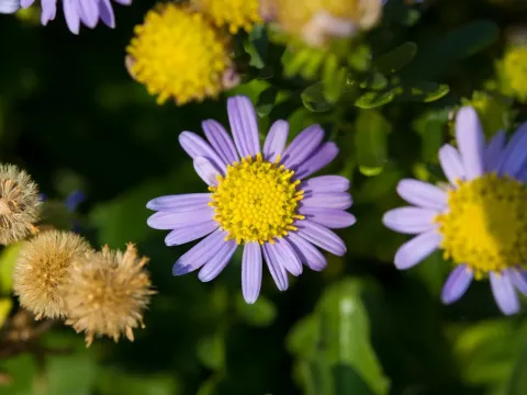 Aster asagrayi