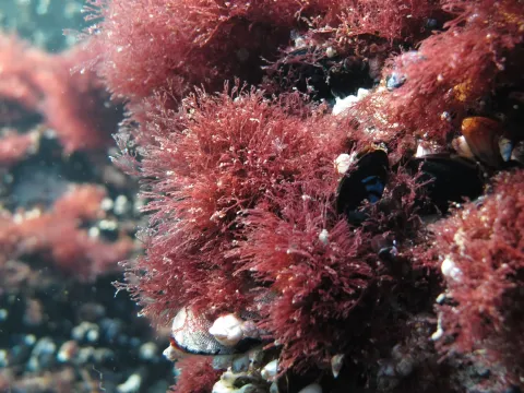 Polysiphonia
