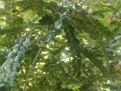 Филлантус самшитолистный