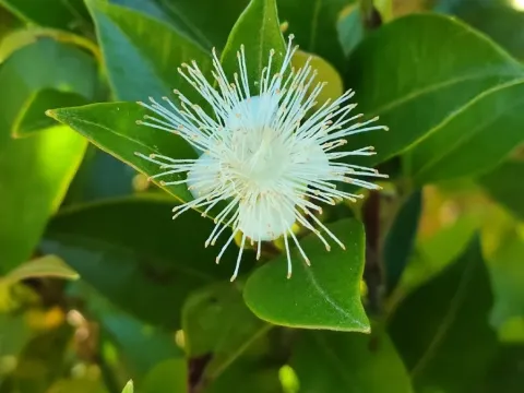 Amomyrtus