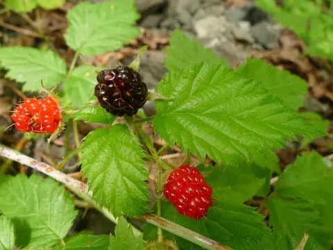 Himalayan blackberry