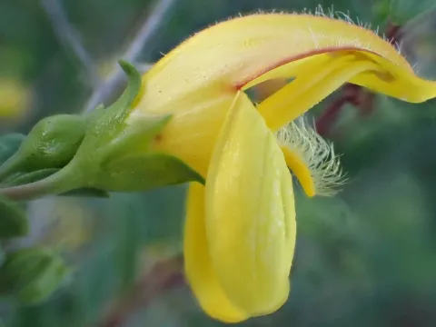 Кекціелла