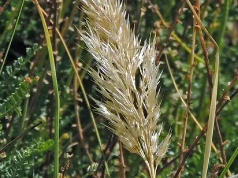 Cinnagrostis