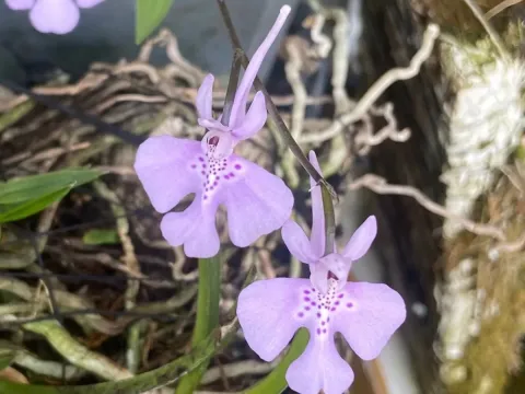 Хеміпілія