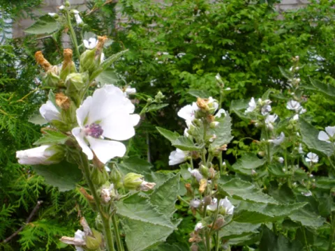 Marsh mallow