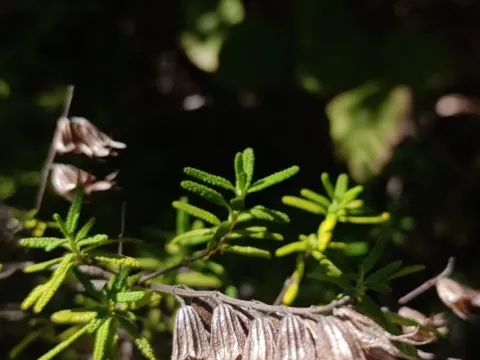 Lepechinia