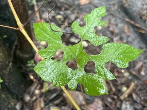Shuttleworth's grape