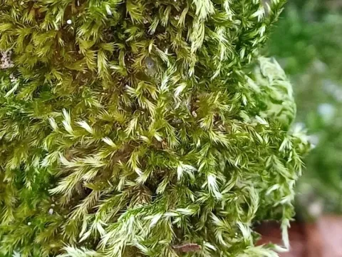 Homalothecium