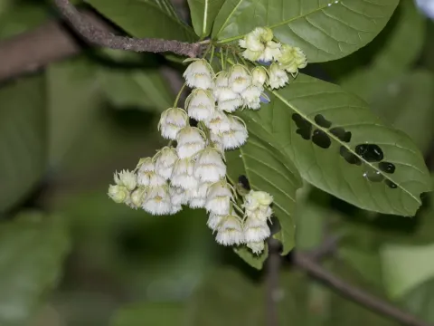 Elaeocarpus tuberculatus