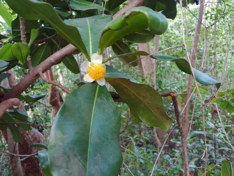 Mammea americana