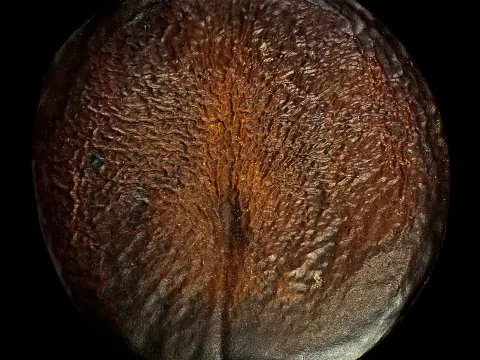Scorodophloeus