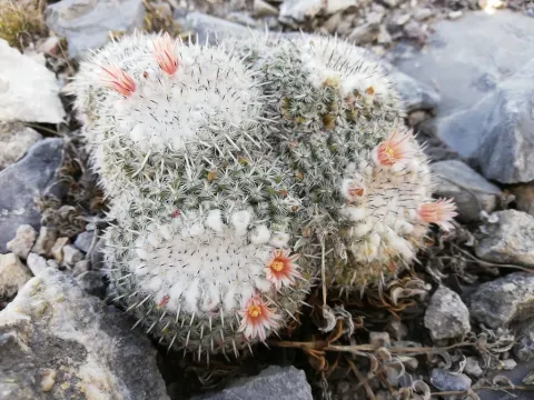 Mammillaria