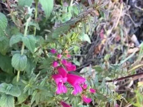 Lamourouxia
