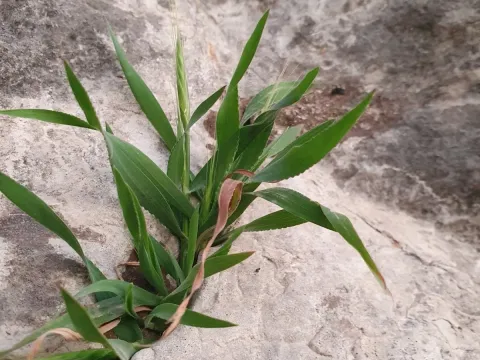 Stace's false brome