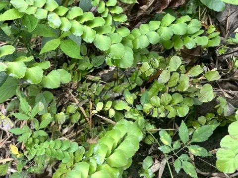 Adiantum grossum